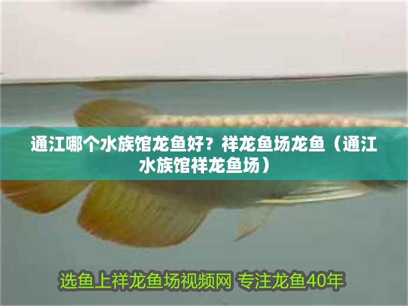 通江哪個水族館龍魚好？祥龍魚場龍魚（通江水族館祥龍魚場）