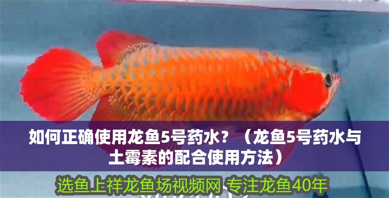 如何正確使用龍魚5號藥水？（龍魚5號藥水與土霉素的配合使用方法）