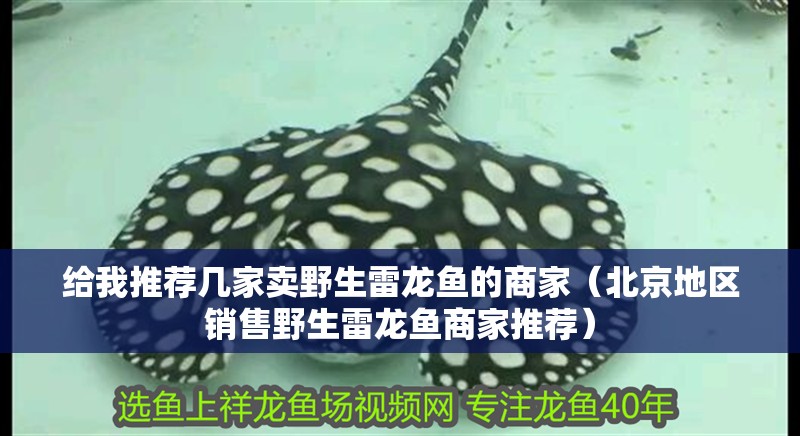 給我推薦幾家賣野生雷龍魚的商家（北京地區(qū)銷售野生雷龍魚商家推薦）