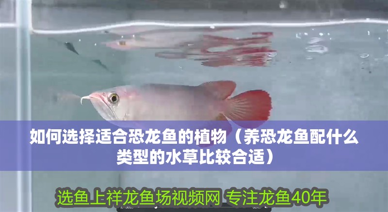 如何選擇適合恐龍魚的植物（養恐龍魚配什么類型的水草比較合適）