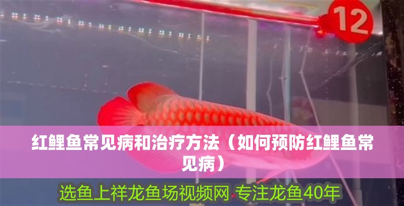 紅鯉魚常見病和治療方法（如何預防紅鯉魚常見病）