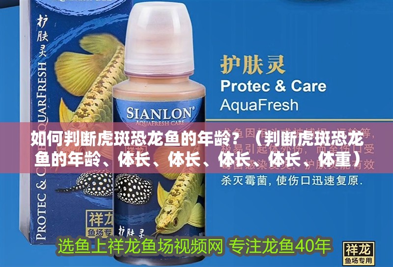 如何判斷虎斑恐龍魚的年齡？（判斷虎斑恐龍魚的年齡、體長、體長、體長、體長、體重）