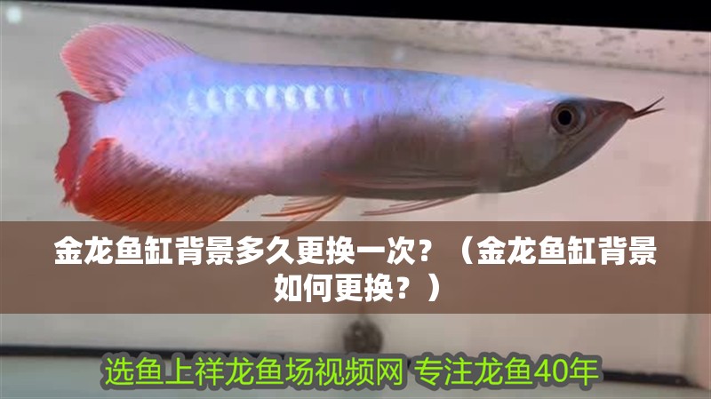 金龍魚缸背景多久更換一次？（金龍魚缸背景如何更換？）