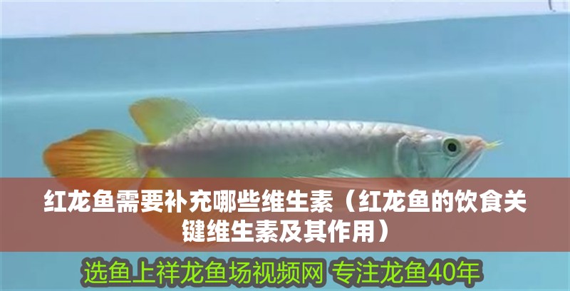 紅龍魚需要補(bǔ)充哪些維生素（紅龍魚的飲食關(guān)鍵維生素及其作用）