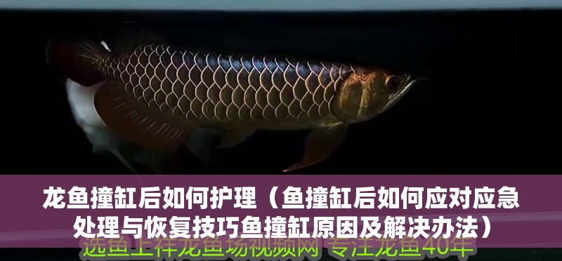 龍魚(yú)撞缸后如何護(hù)理（魚(yú)撞缸后如何應(yīng)對(duì)應(yīng)急處理與恢復(fù)技巧魚(yú)撞缸原因及解決辦法）