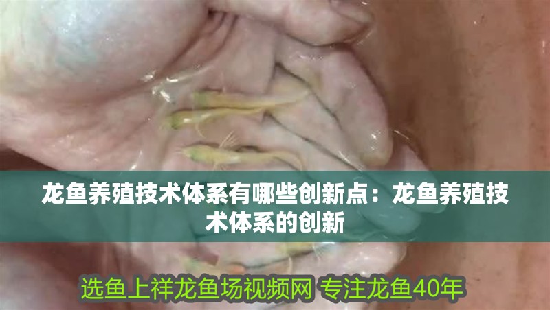 龍魚養殖技術體系有哪些創新點：龍魚養殖技術體系的創新