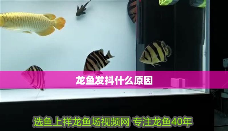 龍魚發(fā)抖什么原因 龍魚發(fā)抖什么原因 龍魚百科 第2張