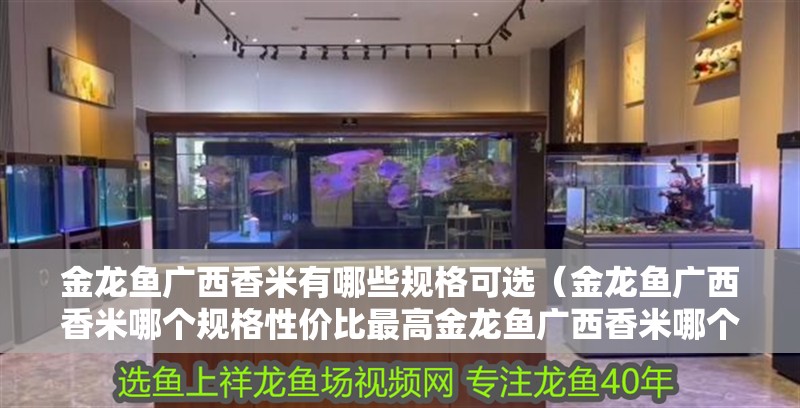 金龍魚廣西香米有哪些規格可選（金龍魚廣西香米哪個規格性價比最高金龍魚廣西香米哪個性價比最高）