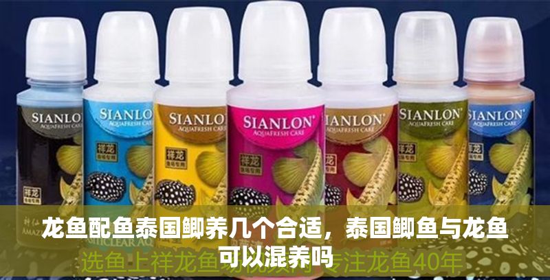 龍魚配魚泰國鯽養(yǎng)幾個(gè)合適，泰國鯽魚與龍魚可以混養(yǎng)嗎