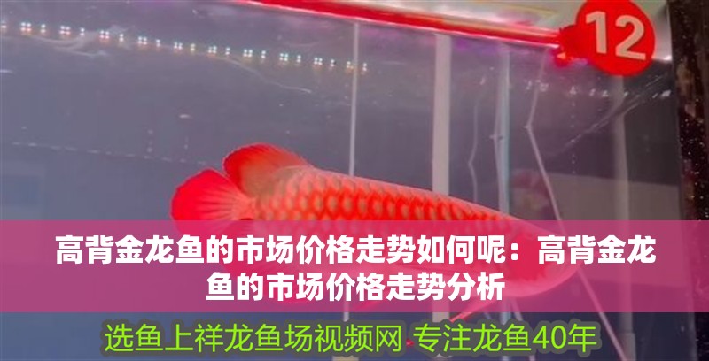 高背金龍魚的市場價格走勢如何呢：高背金龍魚的市場價格走勢分析