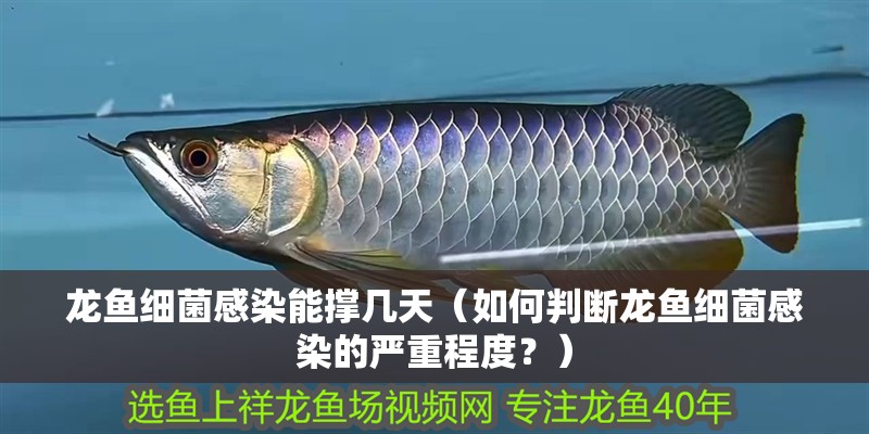 龍魚細(xì)菌感染能撐幾天（如何判斷龍魚細(xì)菌感染的嚴(yán)重程度？）