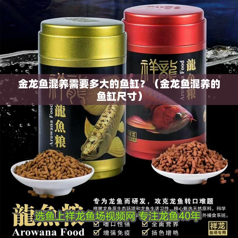 金龍魚混養需要多大的魚缸？（金龍魚混養的魚缸尺寸）