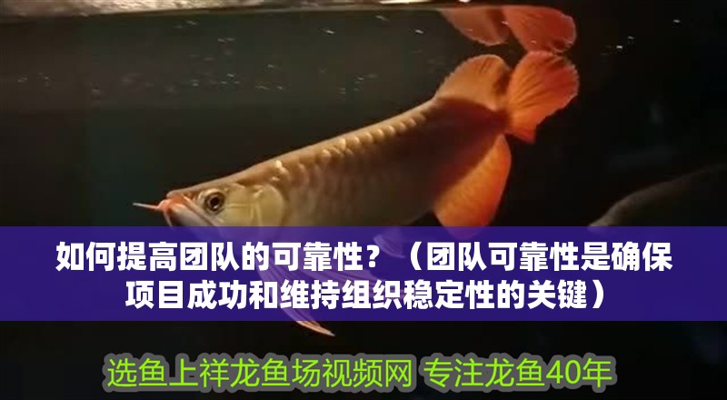 如何提高團隊的可靠性？（團隊可靠性是確保項目成功和維持組織穩(wěn)定性的關鍵）