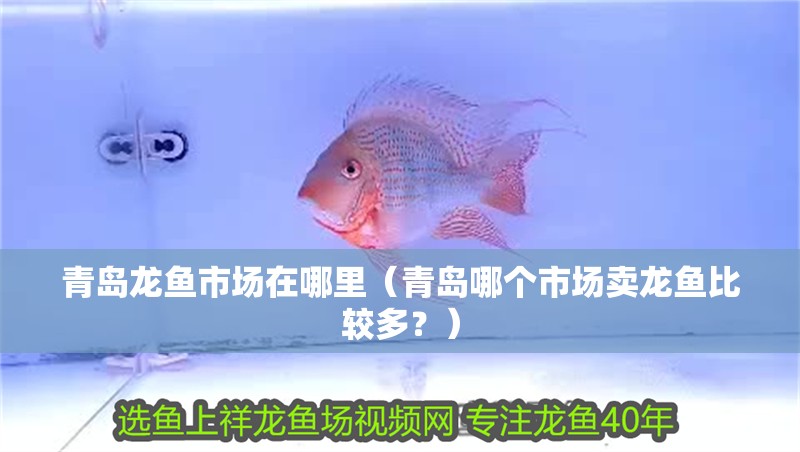 青島龍魚市場在哪里（青島哪個(gè)市場賣龍魚比較多？）