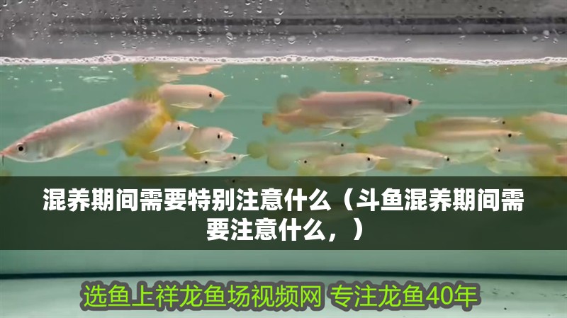 混養期間需要特別注意什么（斗魚混養期間需要注意什么，）