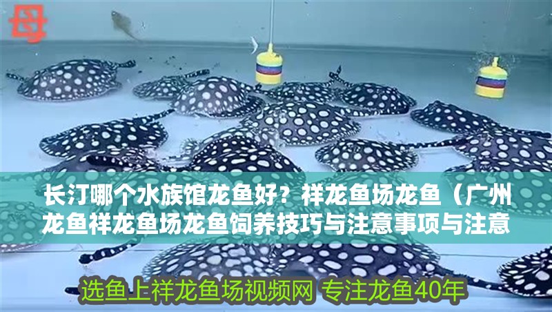長汀哪個(gè)水族館龍魚好？祥龍魚場龍魚（廣州龍魚祥龍魚場龍魚飼養(yǎng)技巧與注意事項(xiàng)與注意事項(xiàng)）