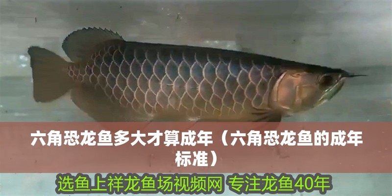 六角恐龍魚多大才算成年（六角恐龍魚的成年標準）