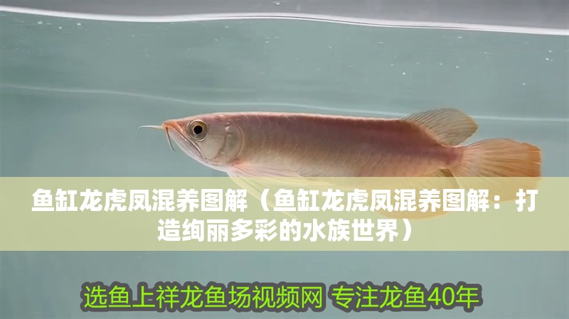 魚缸用增氧泵價格是多少:魚缸增氧機-xtrac增氧機-xtrac增氧機 魚缸龍虎鳳混養圖解(魚缸龍虎鳳混養圖解:打造絢麗多彩的水族世界) 觀賞魚百科 魚缸龍虎鳳混養圖解(魚缸龍虎鳳混養圖解:打造絢麗多彩的水族世界) 魚缸龍虎鳳混養圖解(魚缸龍虎鳳混養圖解:打造絢麗多彩的水族世界) 觀賞魚百科