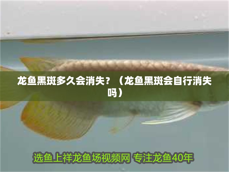 龍魚黑斑多久會消失？（龍魚黑斑會自行消失嗎） 龍魚黑斑多久會消失？（龍魚黑斑會自行消失嗎） 龍魚百科