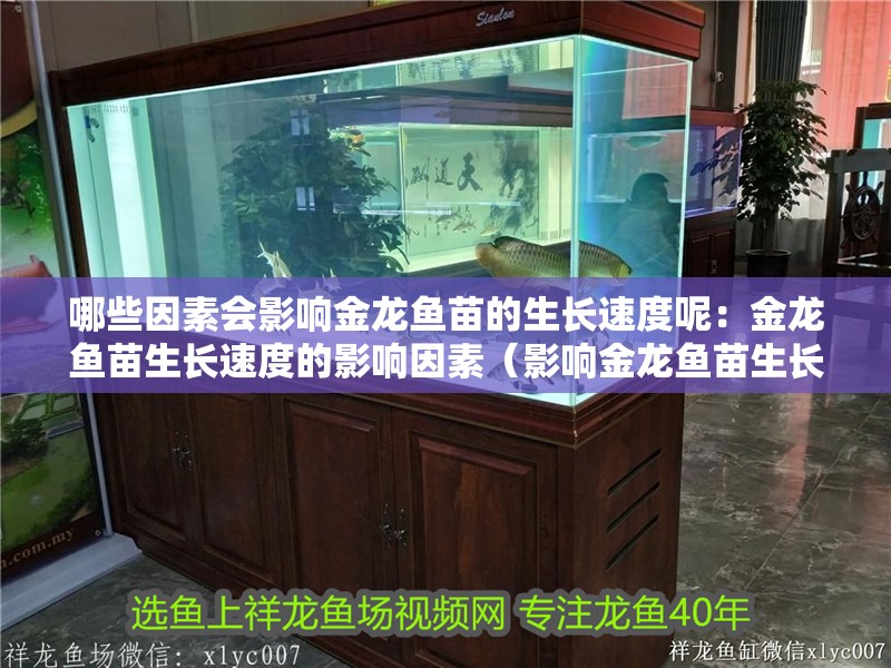 哪些因素會影響金龍魚苗的生長速度呢：金龍魚苗生長速度的影響因素（影響金龍魚苗生長速度的因素）