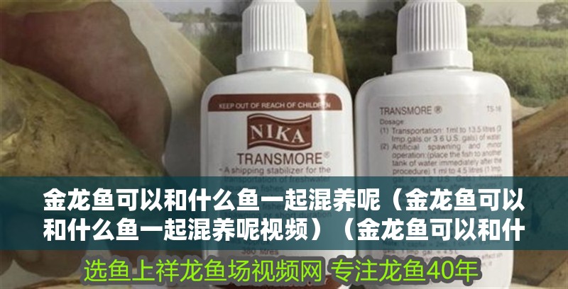金龍魚可以和什么魚一起混養呢（金龍魚可以和什么魚一起混養呢視頻）（金龍魚可以和什么魚一起混養）