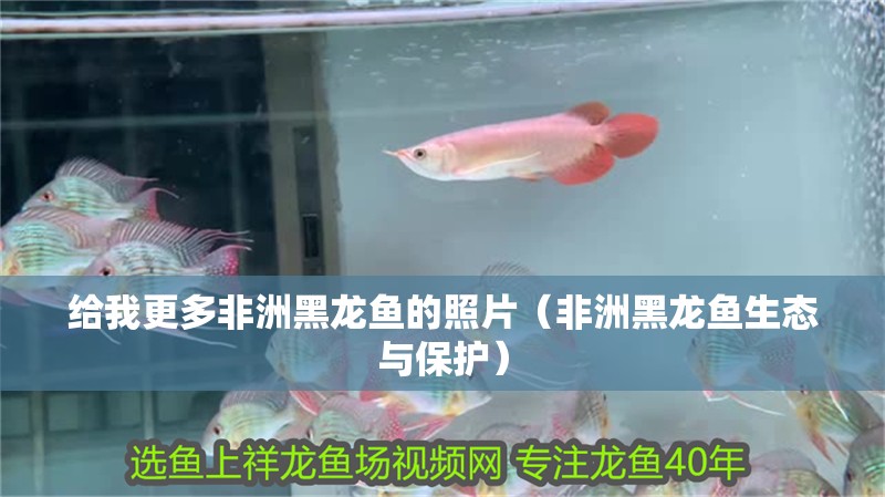 給我更多非洲黑龍魚的照片（非洲黑龍魚生態(tài)與保護(hù)）