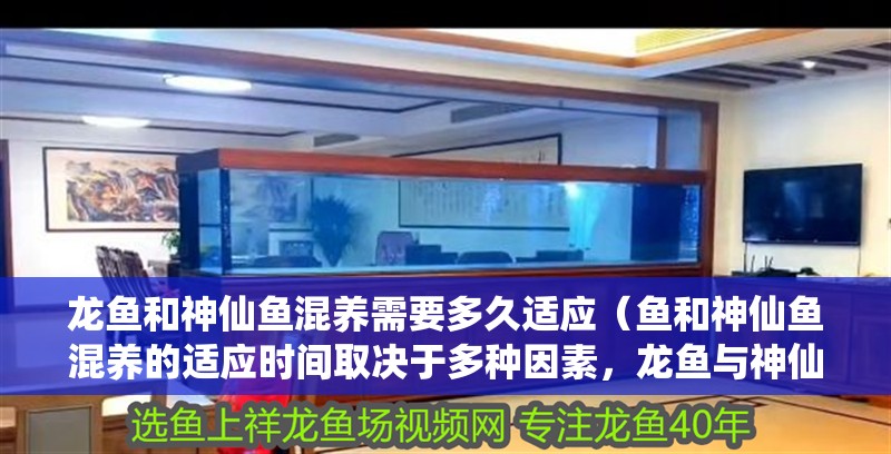 龍魚和神仙魚混養需要多久適應（魚和神仙魚混養的適應時間取決于多種因素，龍魚與神仙魚的混養）