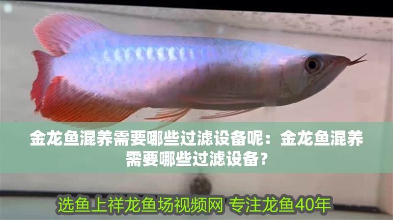 金龍魚混養需要哪些過濾設備呢：金龍魚混養需要哪些過濾設備？