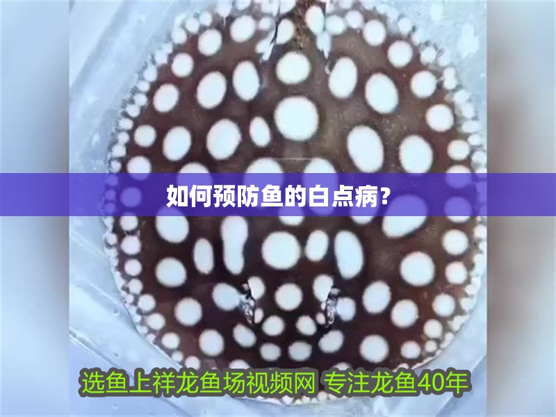 如何預防魚的白點病？
