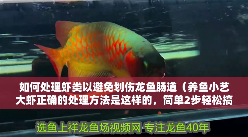 如何處理蝦類以避免劃傷龍魚腸道（養魚小藝大蝦正確的處理方法是這樣的，簡單2步輕松搞定）
