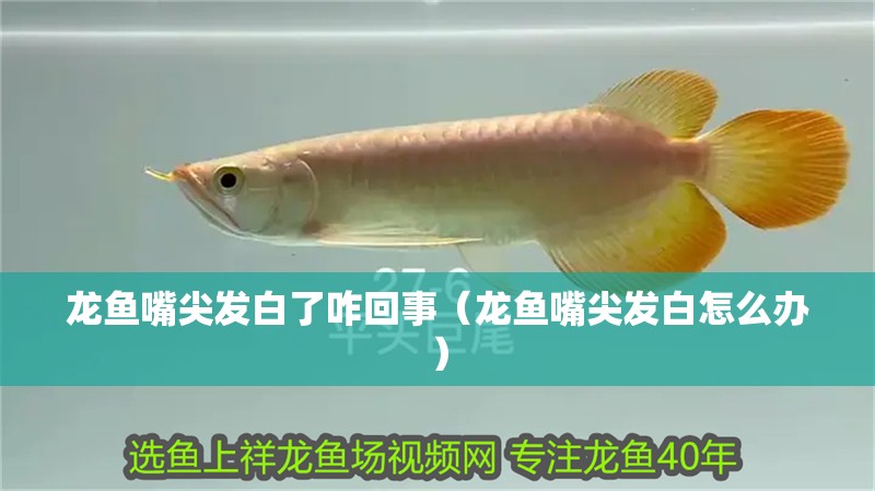 龍魚嘴尖發(fā)白了咋回事（龍魚嘴尖發(fā)白怎么辦） 龍魚嘴尖發(fā)白了咋回事（龍魚嘴尖發(fā)白怎么辦） 觀賞魚百科