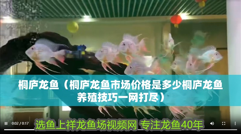 桐廬龍魚（桐廬龍魚市場價格是多少桐廬龍魚養(yǎng)殖技巧一網(wǎng)打盡）