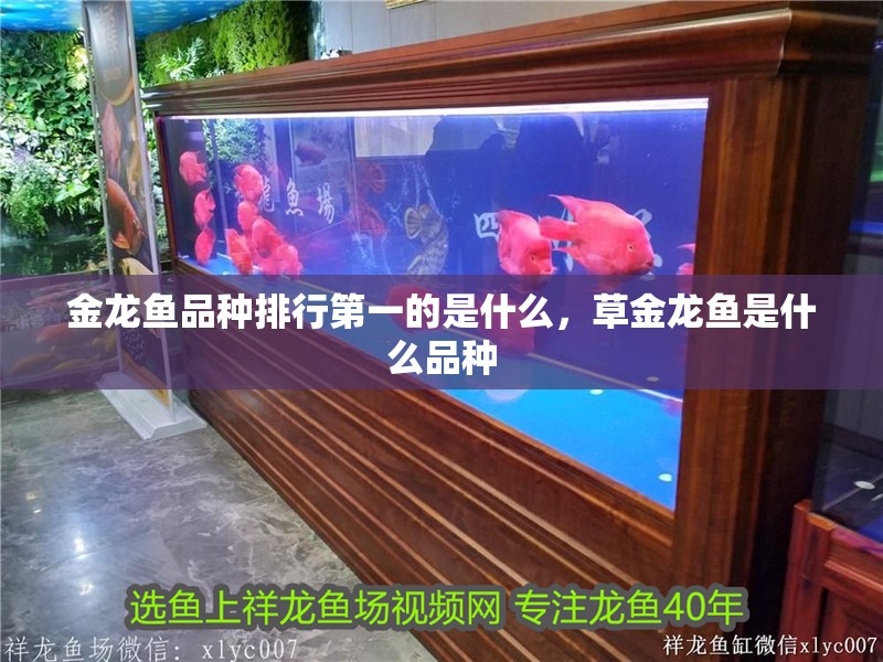 金龍魚品種排行第一的是什么，草金龍魚是什么品種
