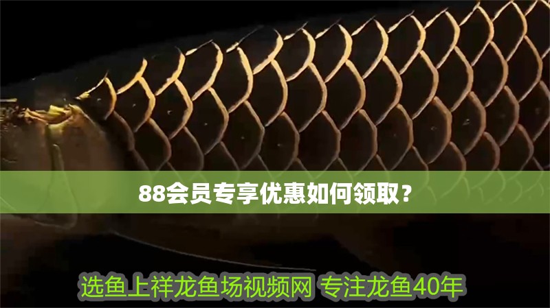 88會員專享優惠如何領取？