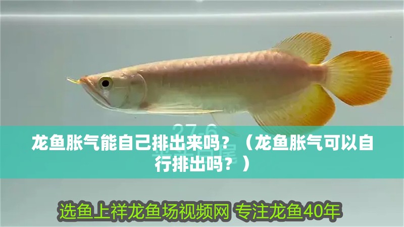 龍魚脹氣能自己排出來嗎？（龍魚脹氣可以自行排出嗎？）