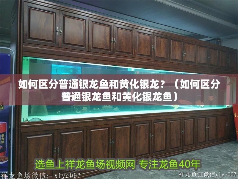 如何區分普通銀龍魚和黃化銀龍？（如何區分普通銀龍魚和黃化銀龍魚）