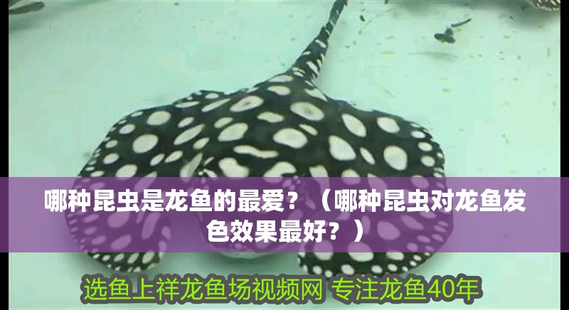 哪種昆蟲是龍魚的最愛？（哪種昆蟲對龍魚發色效果最好？）
