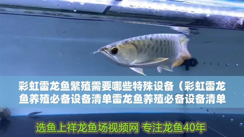 彩虹雷龍魚繁殖需要哪些特殊設備（彩虹雷龍魚養殖必備設備清單雷龍魚養殖必備設備清單）