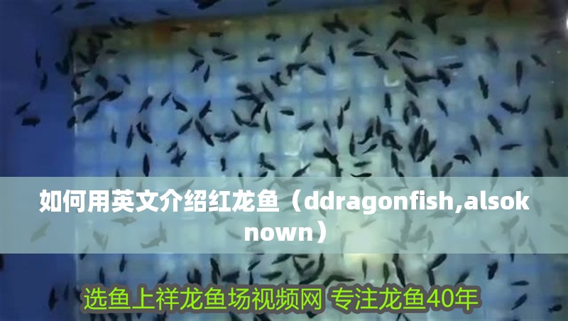 如何用英文介紹紅龍魚（ddragonfish,alsoknown）