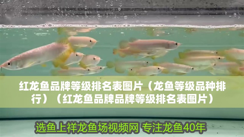 紅龍魚品牌等級排名表圖片（龍魚等級品種排行）（紅龍魚品牌品牌等級排名表圖片） 紅龍魚品牌等級排名表圖片（龍魚等級品種排行）（紅龍魚品牌品牌等級排名表圖片） 觀賞魚百科
