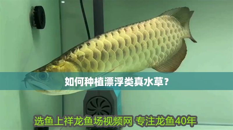 如何種植漂浮類真水草？