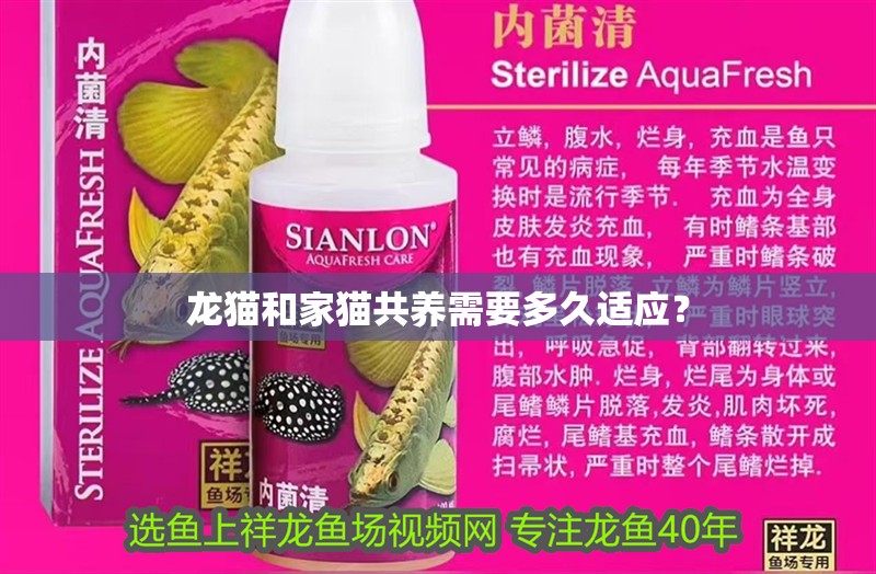 龍貓和家貓共養需要多久適應？