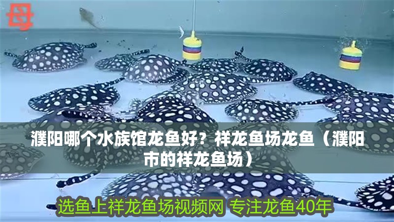 濮陽哪個(gè)水族館龍魚好？祥龍魚場(chǎng)龍魚（濮陽市的祥龍魚場(chǎng)） 濮陽哪個(gè)水族館龍魚好？祥龍魚場(chǎng)龍魚（濮陽市的祥龍魚場(chǎng)） 龍魚百科