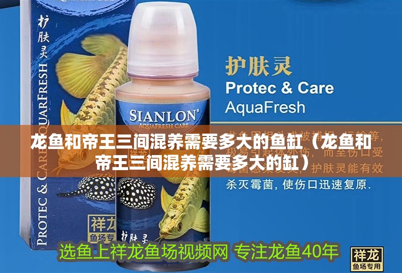 龍魚(yú)和帝王三間混養(yǎng)需要多大的魚(yú)缸（龍魚(yú)和帝王三間混養(yǎng)需要多大的缸）