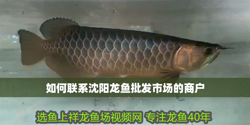如何聯系沈陽龍魚批發市場的商戶 如何聯系沈陽龍魚批發市場的商戶 龍魚百科