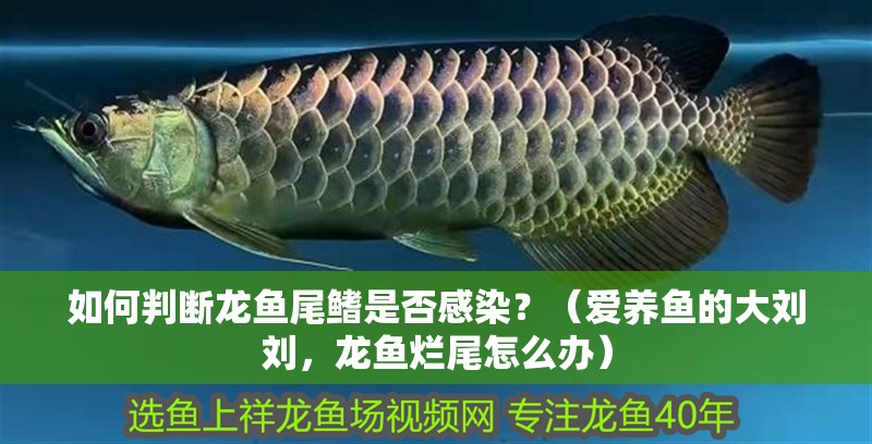 如何判斷龍魚尾鰭是否感染？（愛養魚的大劉劉，龍魚爛尾怎么辦）