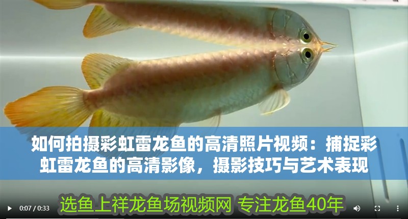 如何拍攝彩虹雷龍魚的高清照片視頻：捕捉彩虹雷龍魚的高清影像，攝影技巧與藝術表現(xiàn)