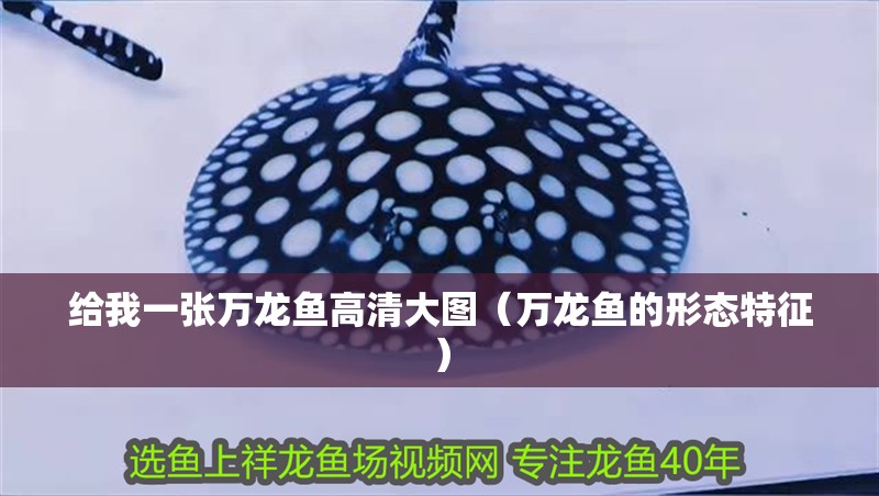 給我一張萬龍魚高清大圖（萬龍魚的形態特征） 給我一張萬龍魚高清大圖（萬龍魚的形態特征） 龍魚百科