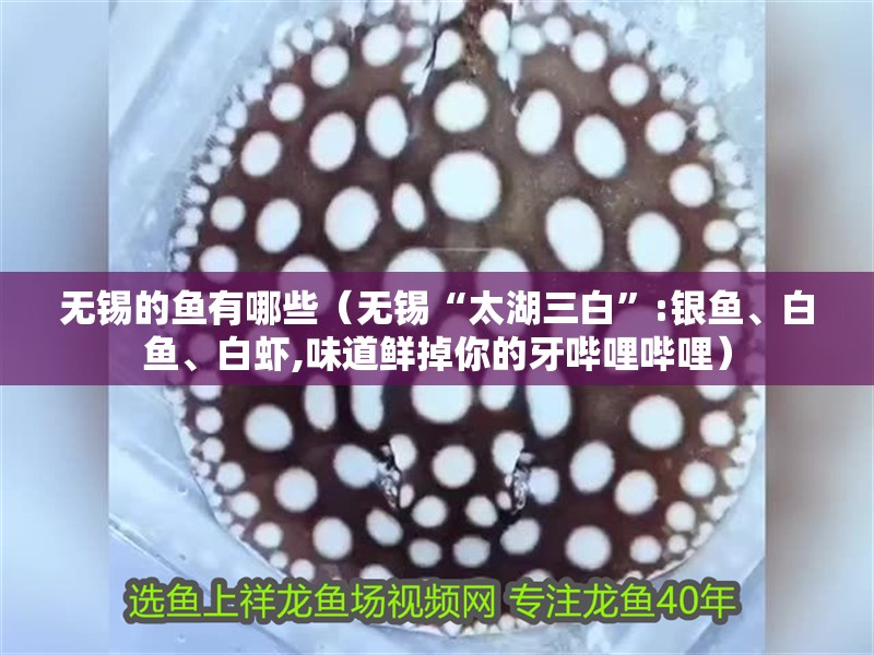 無錫的魚有哪些（無錫“<strong><mark>太湖</mark></strong>三白”:銀魚、白魚、白蝦,味道鮮掉你的牙嗶哩嗶哩）