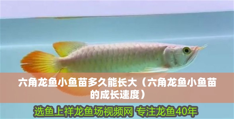我的虎魚真菌感染了要怎么處理 六角龍魚小魚苗多久能長大(六角龍魚小魚苗的成長速度) 龍魚百科 六角龍魚小魚苗多久能長大(六角龍魚小魚苗的成長速度) 六角龍魚小魚苗多久能長大(六角龍魚小魚苗的成長速度) 龍魚百科